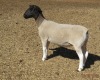 1X DORPER T3 EWE JOWILIZE DORPER