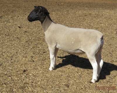 1X DORPER T3 EWE JOWILIZE DORPER