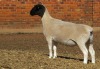 1X DORPER T3 PREGNANT EWE JOWILIZE DORPER