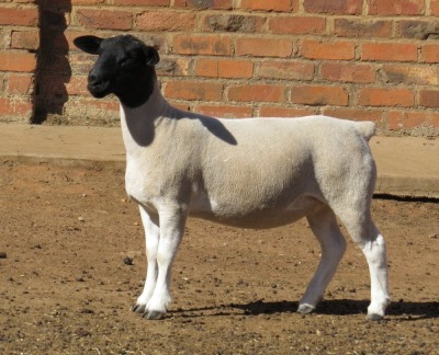 1X DORPER T5 EWE JOWILIZE DORPER