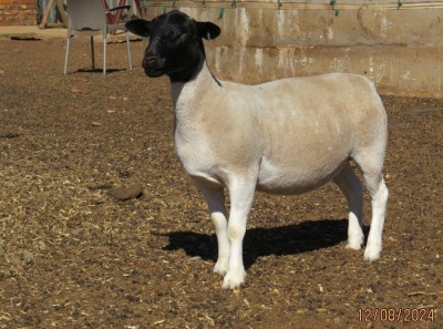 1X DORPER T4 PREGNANT EWE JOWILIZE DORPER