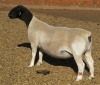 1X DORPER T3 PREGNANT EWE JOWILIZE DORPER