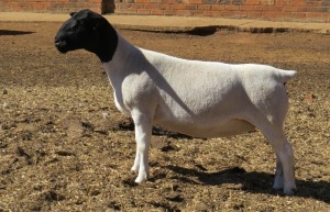 1X DORPER T4 PREGNANT EWE JOWILIZE DORPER