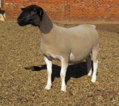 1X DORPER T4 PREGNANT EWE JOWILIZE DORPER