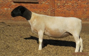 1X DORPER T5 EWE JOWILIZE DORPER