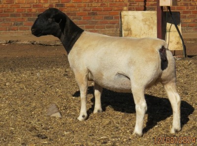 1X DORPER T5 PREGNANT EWE JOWILIZE DORPER