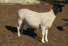 1X DORPER T4 EWE JOWILIZE DORPER