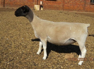 1X DORPER T5 PREGNANT EWE JOWILIZE DORPER