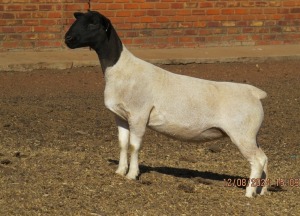 1X DORPER T5 EWE JOWILIZE DORPER