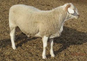 1X DROUGHTLANDER RAM JOWILIZE DORPER