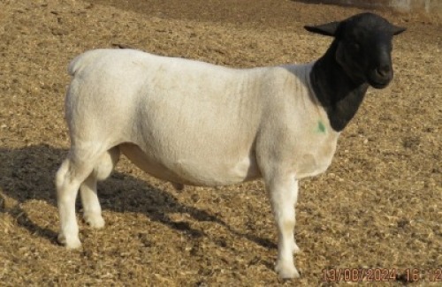 1X DORPER T3 RAM JOWILIZE DORPER