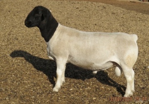 1X DORPER T4 RAM JOWILIZE DORPER