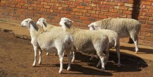 3X DROUGHTLANDER EWE JOWILIZE DORPER