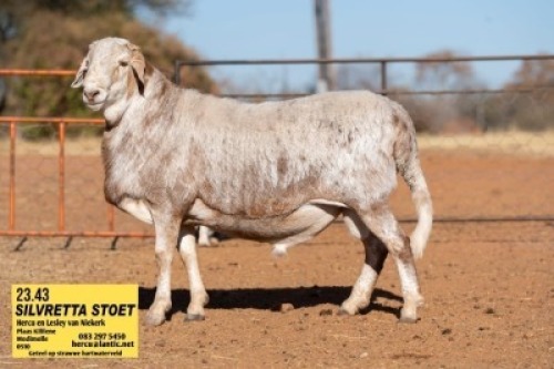 1X MEATMASTER RECORDED RAM SILVRETTA MEATMASTERS
