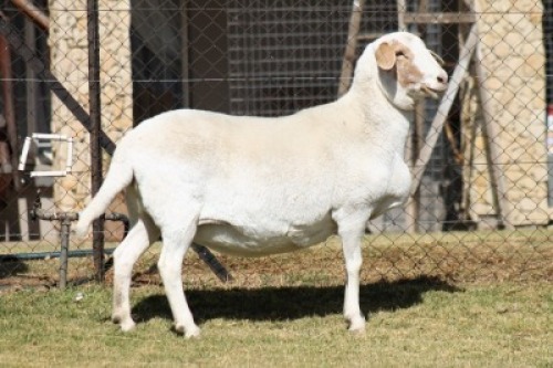 WITHDRAWN - 1X MEATMASTER RECORDED EWE RED RIBBON MEATMASTERS
