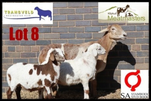 1+2X MEATMASTER RECORDED EWE KLIPKUIL MEATMASTERS
