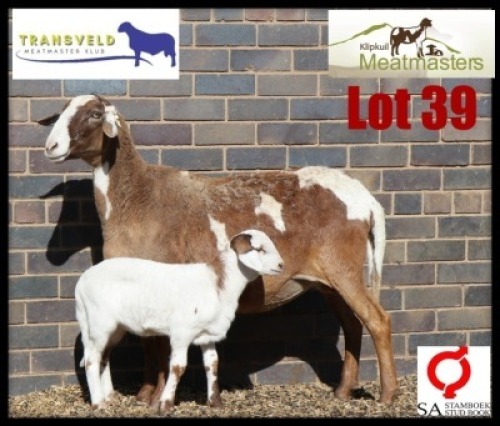 1+1X MEATMASTER RECORDED EWE KLIPKUIL MEATMASTERS