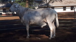 LOT 18 1 X MEATMASTER RAM EldersRust MM