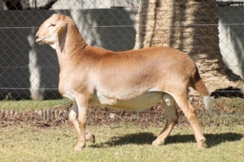 1X MEATMASTER RECORDED RAM RED RIBBON MEATMASTERS