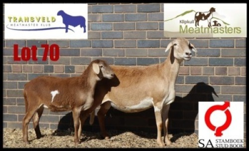 1+1X MEATMASTER RECORDED EWE KLIPKUIL MEATMASTERS