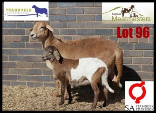 1+1X MEATMASTER RECORDED EWE KLIPKUIL MEATMASTERS