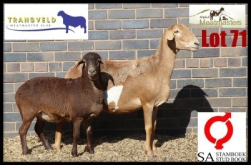 1+1X MEATMASTER RECORDED EWE KLIPKUIL MEATMASTERS