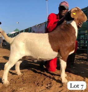 1X BOERGOAT CASTRATE BUSHRA STUD