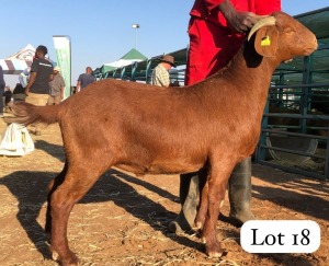 1X KALAHARI RED CASTRATE BUSHRA STUD