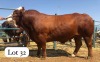 1X SIMMENTALER BULL SEROOJANE STUD BREEDERS