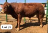 1X LIMOUSINE BULL CHIKOS LIMOUSINE