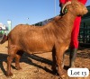 1X KALAHARI RED CASTRATE BUSHRA STUD