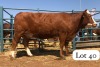 1X SIMMENTALER COW SEROOJANE STUD BREEDERS