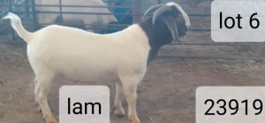 1X BOERBOK RAM VICTOR KRUGER DORPERS