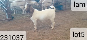 1X BOERBOK RAM VICTOR KRUGER DORPERS