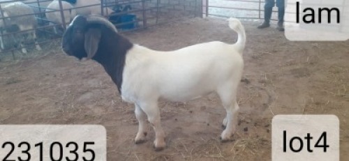 1X BOERBOK RAM VICTOR KRUGER DORPERS