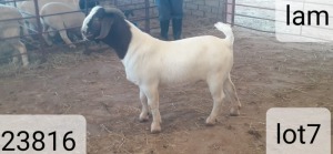 1X BOERBOK RAM VICTOR KRUGER DORPERS