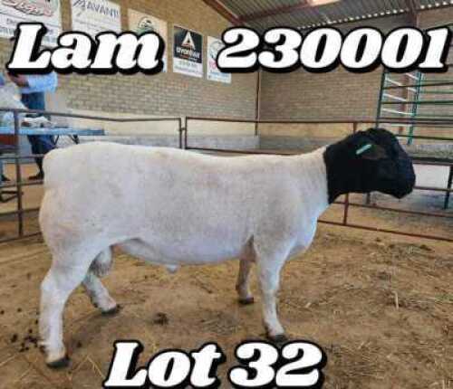 1X DORPER T4 RAM VICTOR KRUGER DORPERS