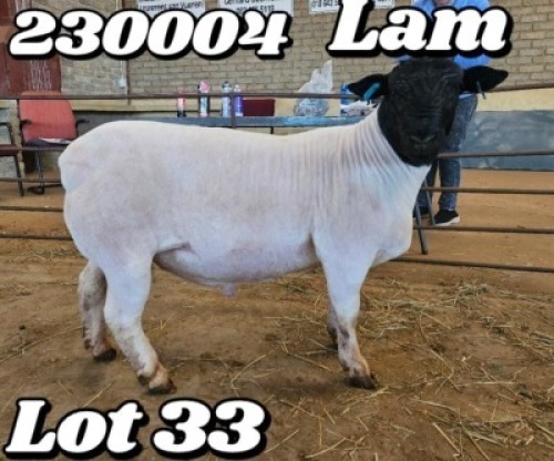 1X DORPER T4 RAM VICTOR KRUGER DORPERS