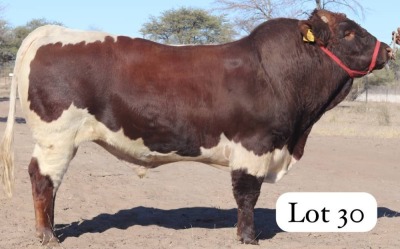 1X PINZGAUER BULL MAHATA STUD