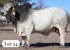 1X GREY BRAHMAN BULL MAHATA STUD