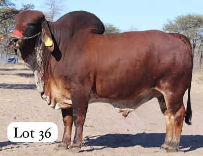 1X RED BRAHMAN BULL MAHATA STUD