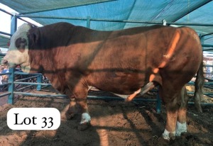 1X SIMMENTALER BULL LERUO GARE