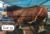 1X SIMMENTALER BULL LERUO GARE