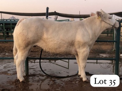 1X CHAROLAIS HEIFER MASWEUSWEU