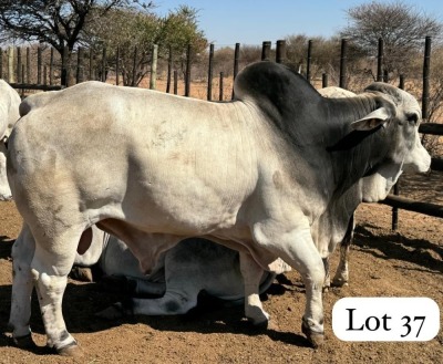 1X GREY BRAHMAN BULL GADIFELE FARMS