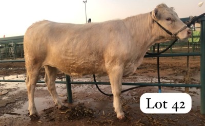 1X CHAROLAIS HEIFER MASWEUSWEU