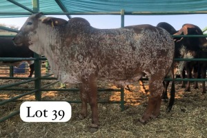 1X RED BRAHMAN HEIFER MAHATA STUD