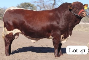 1X PINZGAUER BULL MAHATA STUD