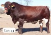 1X PINZGAUER BULL MAHATA STUD