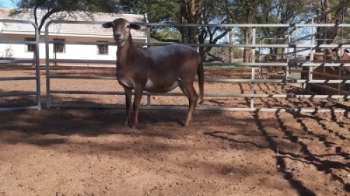 LOT 52 1 X MEATMASTER OOI EldersRust MM